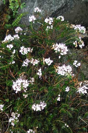 Erica vagans \ Wander-Heide, Cornwall-Heide / Cornish Heath, F Pyren&auml;en/Pyrenees, Col de Tourmalet 26.8.2011