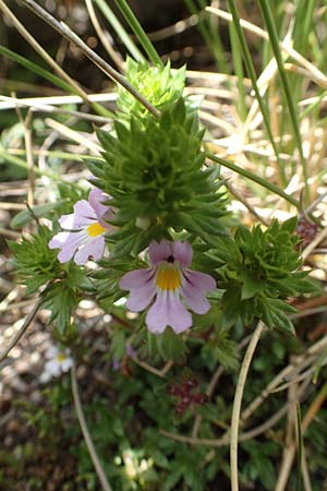 Euphrasia alpina \ Alpen-Augentrost / Alpine Eyebright, F Pyren&auml;en/Pyrenees, Mont Llaret 31.7.2018