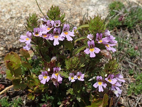 Euphrasia alpina \ Alpen-Augentrost / Alpine Eyebright, F Pyren&auml;en/Pyrenees, Mont Llaret 31.7.2018