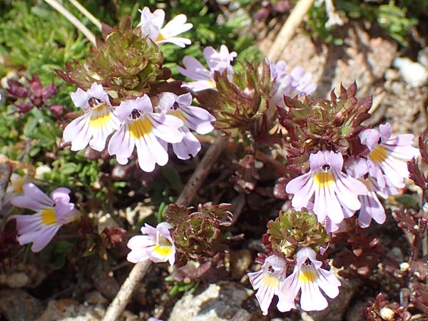 Euphrasia alpina \ Alpen-Augentrost / Alpine Eyebright, F Pyren&auml;en/Pyrenees, Mont Llaret 31.7.2018