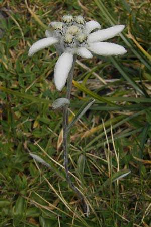 Leontopodium alpinum \ Edelwei / Edelweiss, F Pyrenäen/Pyrenees, Gourette 25.8.2011