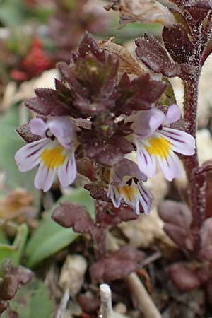 Euphrasia minima \ Zwerg-Augentrost / Dwarf Eyebright, F Pyrenäen/Pyrenees, Mont Llaret 31.7.2018