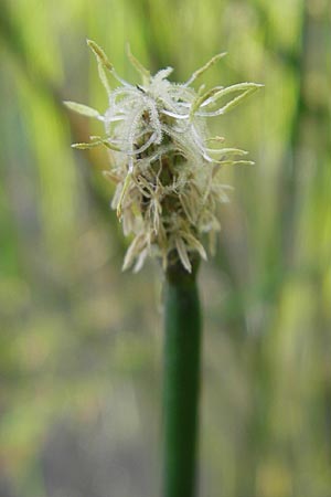 Eleocharis palustris agg. \ Gewhnliche Sumpfbinse, Gemeine Sumpfsimse / Common Spike Rush, F Bitche 10.7.2010