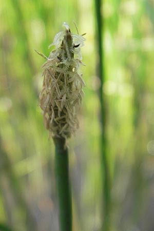 Eleocharis palustris agg. \ Gewhnliche Sumpfbinse, Gemeine Sumpfsimse / Common Spike Rush, F Bitche 10.7.2010