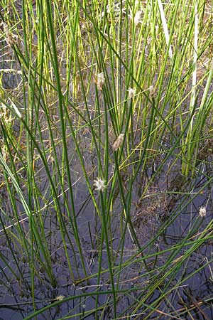 Eleocharis palustris agg. \ Gewhnliche Sumpfbinse, Gemeine Sumpfsimse / Common Spike Rush, F Bitche 10.7.2010