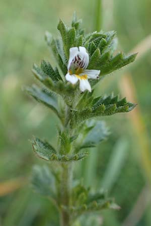 Euphrasia hirtella \ Zottiger Augentrost / Small Flowered Sticky Eyebright, F Pyrenäen/Pyrenees, Segre - Schlucht / Gorge 2.8.2018