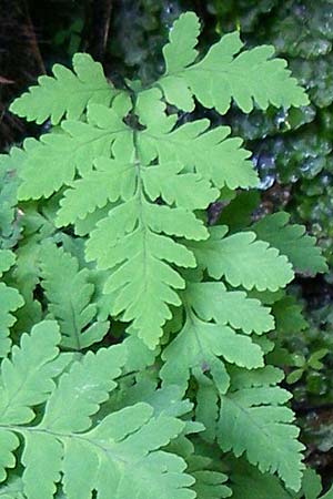 Gymnocarpium robertianum \ Ruprechts-Farn / Limestone Fern, F Vogesen/Vosges, Col de la Schlucht 5.8.2008