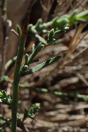 Fumana ericoides \ Aufrechtes Nadelr�schen, Felsen-Nadelr�schen / Upright Sun-Rose, F Martigues 8.10.2021