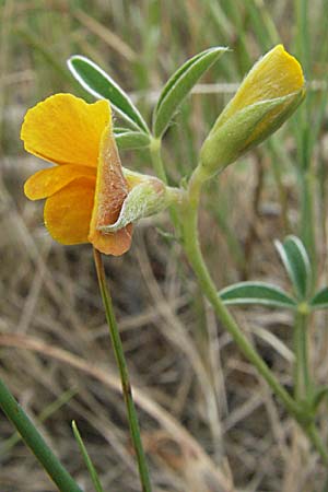 Argyrolobium zanonii \ Silberklee, Silberh�lse / Silverleaf, F Corbi&egrave;res, Talairan 13.5.2007