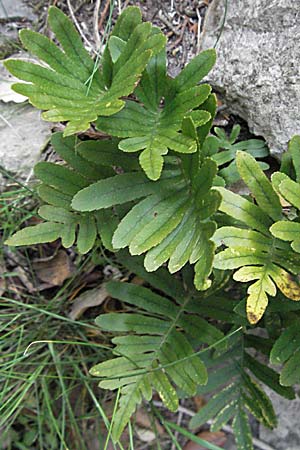 Polypodium vulgare \ Gewhnlicher Tpfelfarn / Polypody, F Corbières, Talairan 13.5.2007