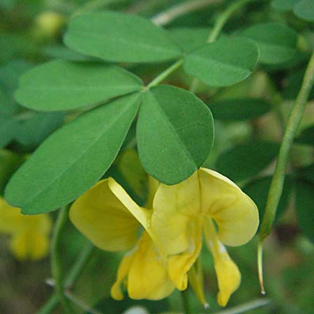 Hippocrepis emerus \ Strauchwicke / Scorpion Senna, F Pyrenäen/Pyrenees, Olette 14.5.2007