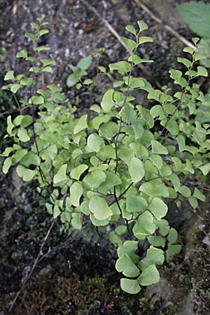Adiantum capillus-veneris \ Venushaar, Echter Frauenhaar-Farn / Maidenhair Fern, F Pyrenäen/Pyrenees, Olette 14.5.2007