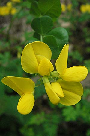 Cytisophyllum sessilifolium \ Sdlicher Geiklee, Blattstielloser Geiklee / Sessile-Leaved Tick Trefoil, F Causse du Larzac 16.5.2007