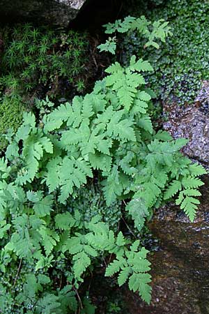 Gymnocarpium robertianum \ Ruprechts-Farn / Limestone Fern, F Vogesen/Vosges, Col de la Schlucht 5.8.2008