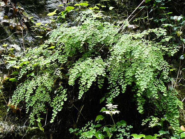 Adiantum capillus-veneris \ Venushaar, Echter Frauenhaar-Farn / Maidenhair Fern, F Pyrenäen/Pyrenees, Gorges de la Fou 10.8.2018