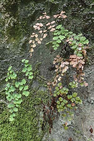 Adiantum capillus-veneris \ Venushaar, Echter Frauenhaar-Farn / Maidenhair Fern, F Pyrenäen/Pyrenees, Gorges de la Fou 10.8.2018