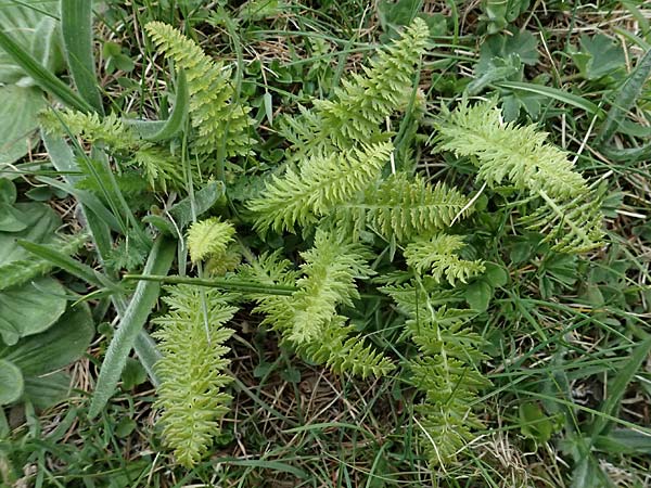 Pteridopsida spec1 ? \ Farn / Fern, F L'Authion 18.5.2026