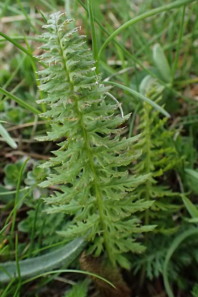 Pteridopsida spec1 ? \ Farn / Fern, F L'Authion 18.5.2026