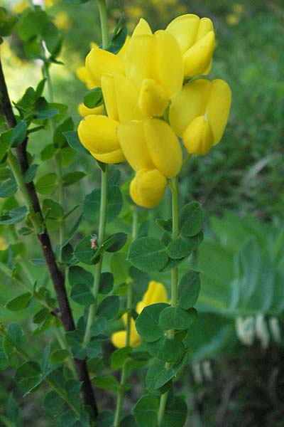 Cytisophyllum sessilifolium \ Sdlicher Geiklee, Blattstielloser Geiklee / Sessile-Leaved Tick Trefoil, F Severac-le-Chateau 8.6.2006