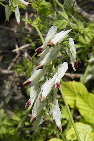 Fumaria capreolata \ Rankender Erdrauch / White Ramping Fumitory, F Saint-Guilhem-le-Desert 1.6.2009