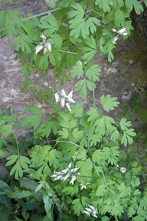 Fumaria capreolata \ Rankender Erdrauch / White Ramping Fumitory, F Saint-Guilhem-le-Desert 1.6.2009