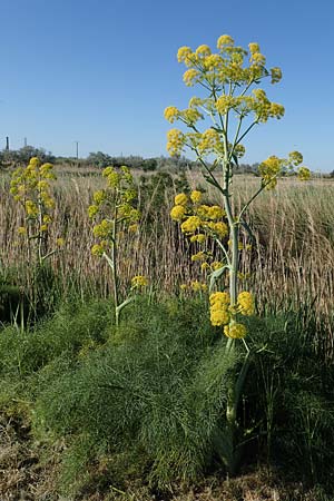Ferula communis \ Riesen-Fenchel, Gemeines Rutenkraut / Giant Fennel, F Camargue,  Salin-de-Giraud 3.5.2023