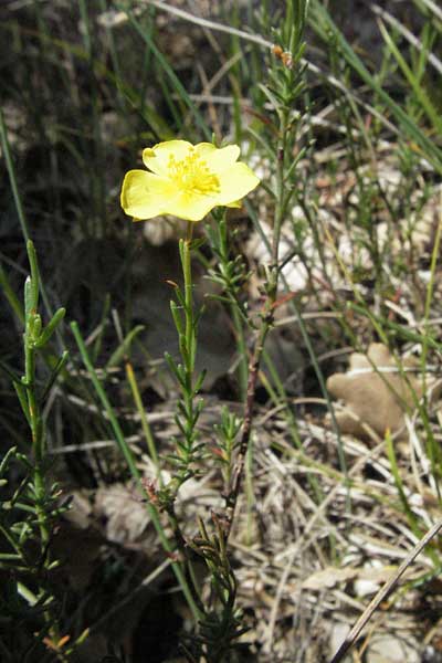 Fumana ericoides \ Aufrechtes Nadelr�schen, Felsen-Nadelr�schen / Upright Sun-Rose, F Rochefort-en-Valdaine 10.6.2006