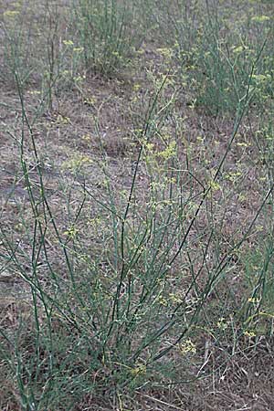 Foeniculum vulgare \ Fenchel / Fennel, F Collioure 11.8.2006