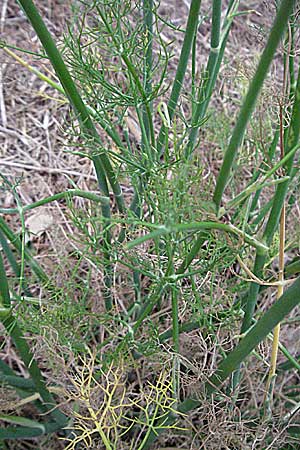 Foeniculum vulgare \ Fenchel / Fennel, F Collioure 11.8.2006