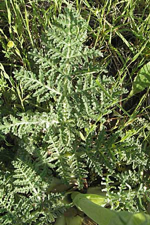Thapsia villosa \ Behaarte Purgierdolde / Thapsia, F Maures, Bois de Rouquan 12.5.2007