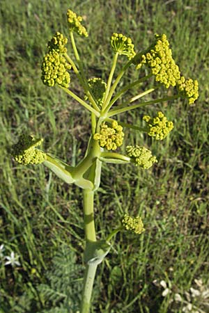 Thapsia villosa \ Behaarte Purgierdolde / Thapsia, F Maures, Bois de Rouquan 12.5.2007