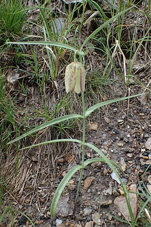 Fritillaria involucrata \ H&uuml;llblatt-Schachblume, Gegenbl&auml;ttrige Schachblume / Piemont Fritillary, F Tende 1.5.2023