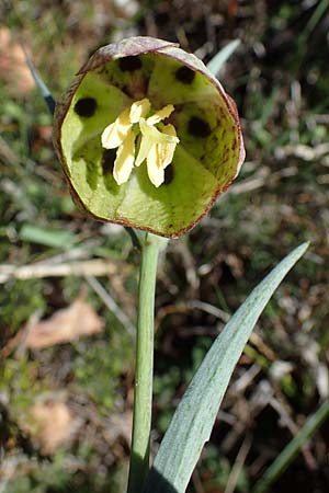 Fritillaria involucrata \ H&uuml;llblatt-Schachblume, Gegenbl&auml;ttrige Schachblume / Piemont Fritillary, F Caussols 2.5.2023