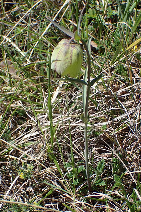 Fritillaria involucrata \ H&uuml;llblatt-Schachblume, Gegenbl&auml;ttrige Schachblume / Piemont Fritillary, F Caussols 2.5.2023