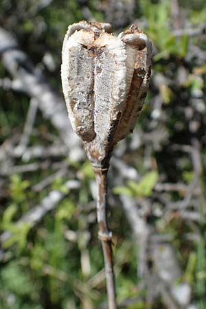 Fritillaria involucrata \ H&uuml;llblatt-Schachblume, Gegenbl&auml;ttrige Schachblume / Piemont Fritillary, F Caussols 2.5.2023
