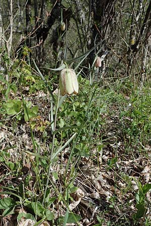 Fritillaria involucrata \ H&uuml;llblatt-Schachblume, Gegenbl&auml;ttrige Schachblume / Piemont Fritillary, F Sisteron 4.5.2023