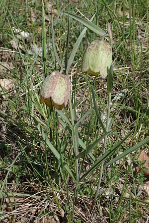 Fritillaria involucrata \ H&uuml;llblatt-Schachblume, Gegenbl&auml;ttrige Schachblume / Piemont Fritillary, F Sisteron 4.5.2023