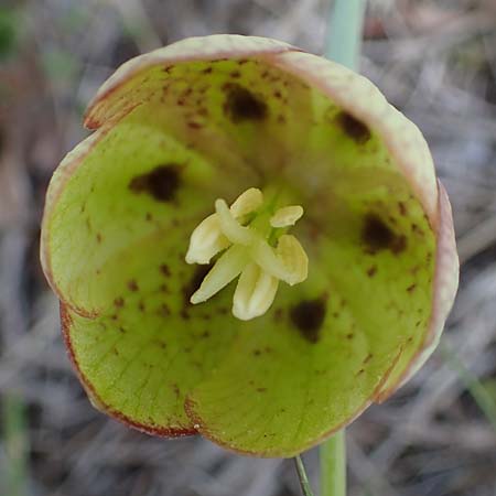 Fritillaria involucrata \ H&uuml;llblatt-Schachblume, Gegenbl&auml;ttrige Schachblume / Piemont Fritillary, F Sisteron 4.5.2023