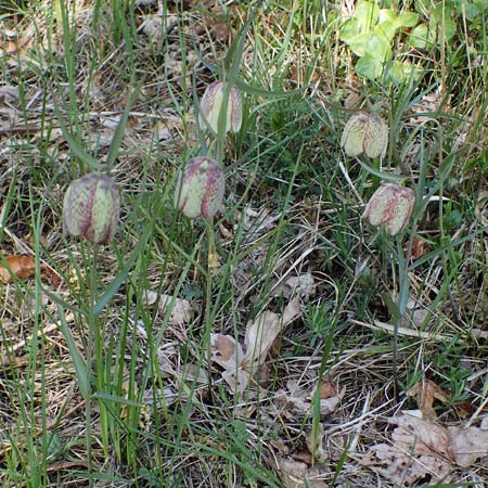 Fritillaria involucrata \ H&uuml;llblatt-Schachblume, Gegenbl&auml;ttrige Schachblume / Piemont Fritillary, F Sisteron 4.5.2023