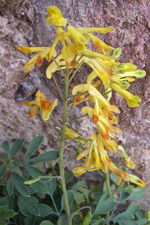 Corydalis lutea \ Gelber Lerchensporn / Yellow Corydalis, F Rosheim 8.8.2008