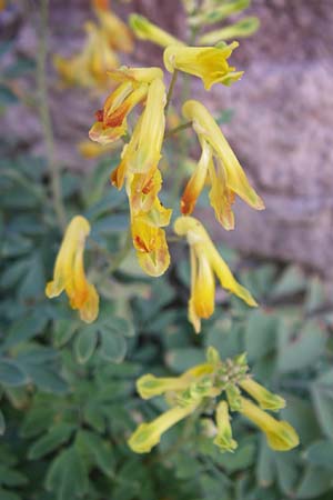 Corydalis lutea \ Gelber Lerchensporn / Yellow Corydalis, F Rosheim 8.8.2008