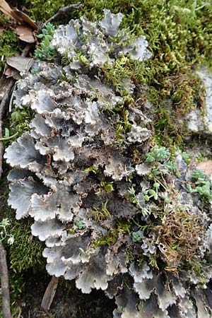 Peltigera membranacea ? \ Graubraune Schild-Flechte / Membrane Dog Lichen, F Pyren&auml;en/Pyrenees, Saint-Martin du Canigou 25.7.2018