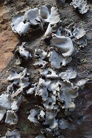 Lecanorales specD ? \ Flechte / Lichen, F Pyren&auml;en/Pyrenees, Segre - Schlucht / Gorge 2.8.2018