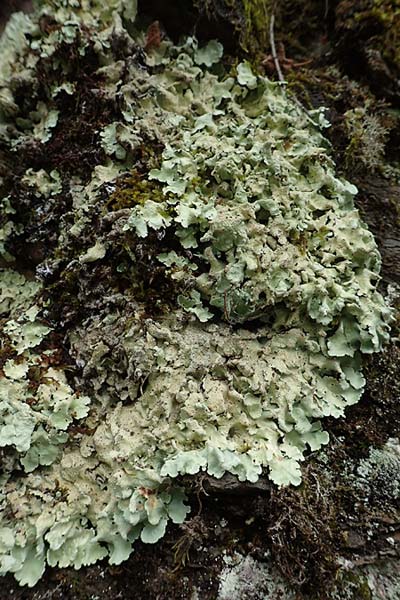 Lecanorales specE ? \ Flechte / Lichen, F Pyren&auml;en/Pyrenees, Gorges de la Fou 10.8.2018