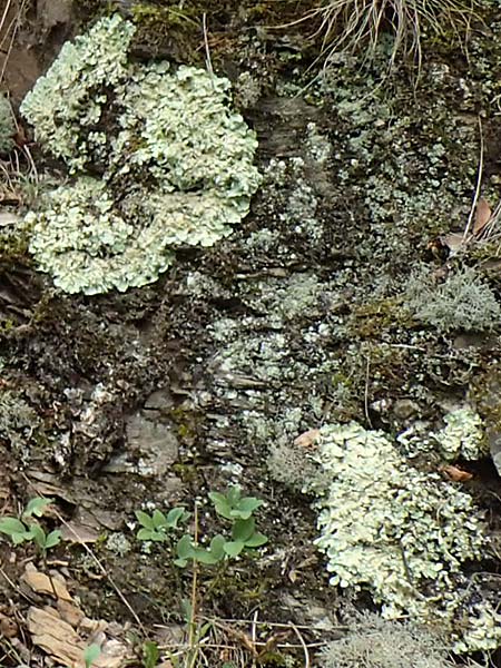 Lecanorales specE ? \ Flechte / Lichen, F Pyren&auml;en/Pyrenees, Gorges de la Fou 10.8.2018