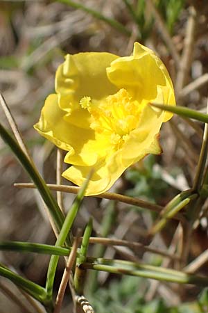 Fumana ericoides \ Aufrechtes Nadelr�schen, Felsen-Nadelr�schen / Upright Sun-Rose, F Martigues 8.10.2021