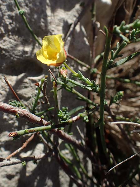 Fumana ericoides \ Aufrechtes Nadelr�schen, Felsen-Nadelr�schen / Upright Sun-Rose, F Martigues 8.10.2021