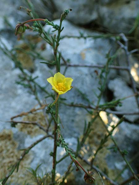 Fumana ericoides \ Aufrechtes Nadelr�schen, Felsen-Nadelr�schen / Upright Sun-Rose, F Martigues 8.10.2021