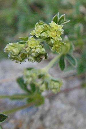 Alchemilla alpina \ Alpen-Frauenmantel / Alpine Lady's Mantle, F Pyrenäen/Pyrenees, Eyne 9.8.2006