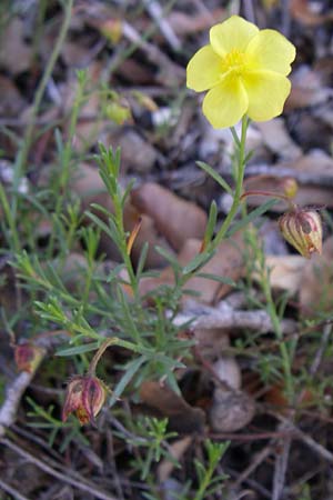 Fumana ericoides \ Aufrechtes Nadelr�schen, Felsen-Nadelr�schen / Upright Sun-Rose, F Grand Canyon du Verdon 23.6.2008